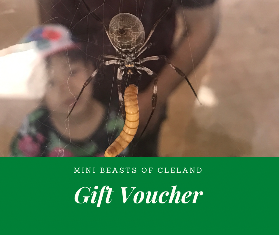 GIFT VOUCHER - Mini Beasts of Cleland
