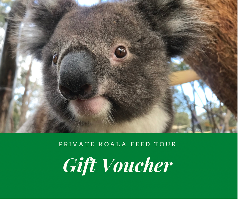 GIFT VOUCHER - Private Koala Feeding Tour