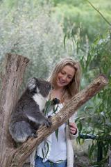 Meet A Koala Experience