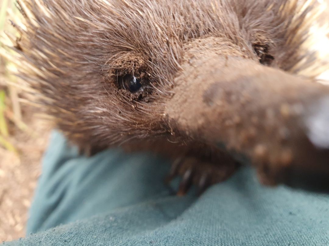 Echidna Encounter