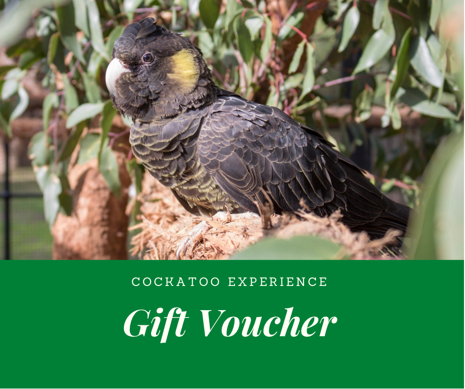 GIFT VOUCHER - Cockatoo Experience