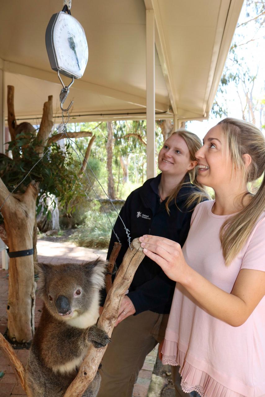 Private Koala Feeding Tour