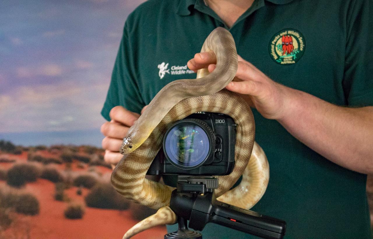 Cleland Wildlife Park - Reptile Hold