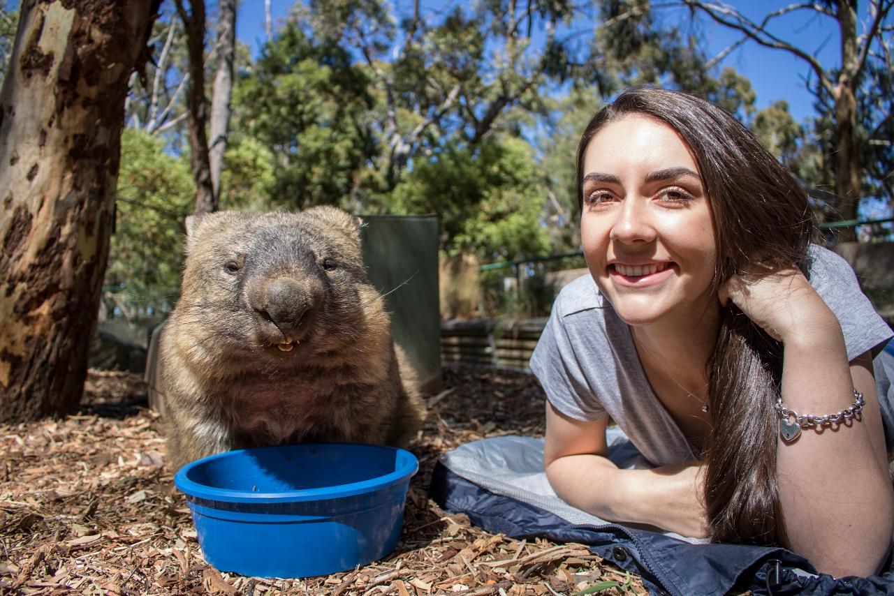 Wombat Encounter