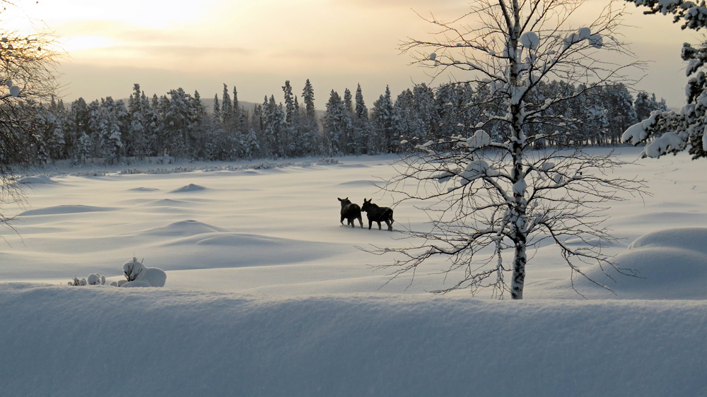 Searching for the Sarek moose JWM
