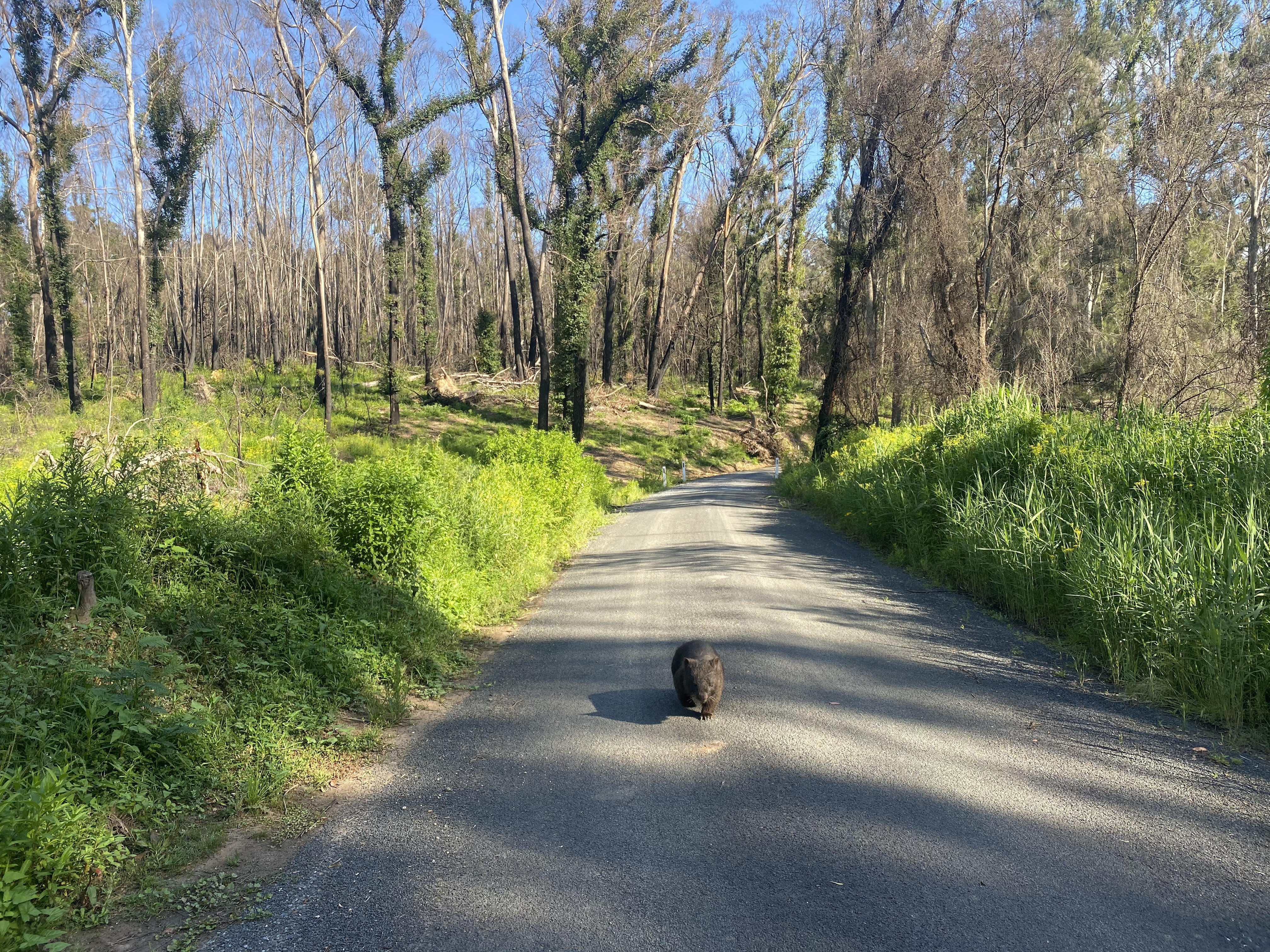 SELF GUIDED E-BIKE TOUR - PEDAL TO PRODUCE SERIES - WAGONGA WILDERNESS TRAIL - 4 Hour E-Bike Hire with local produce picnic