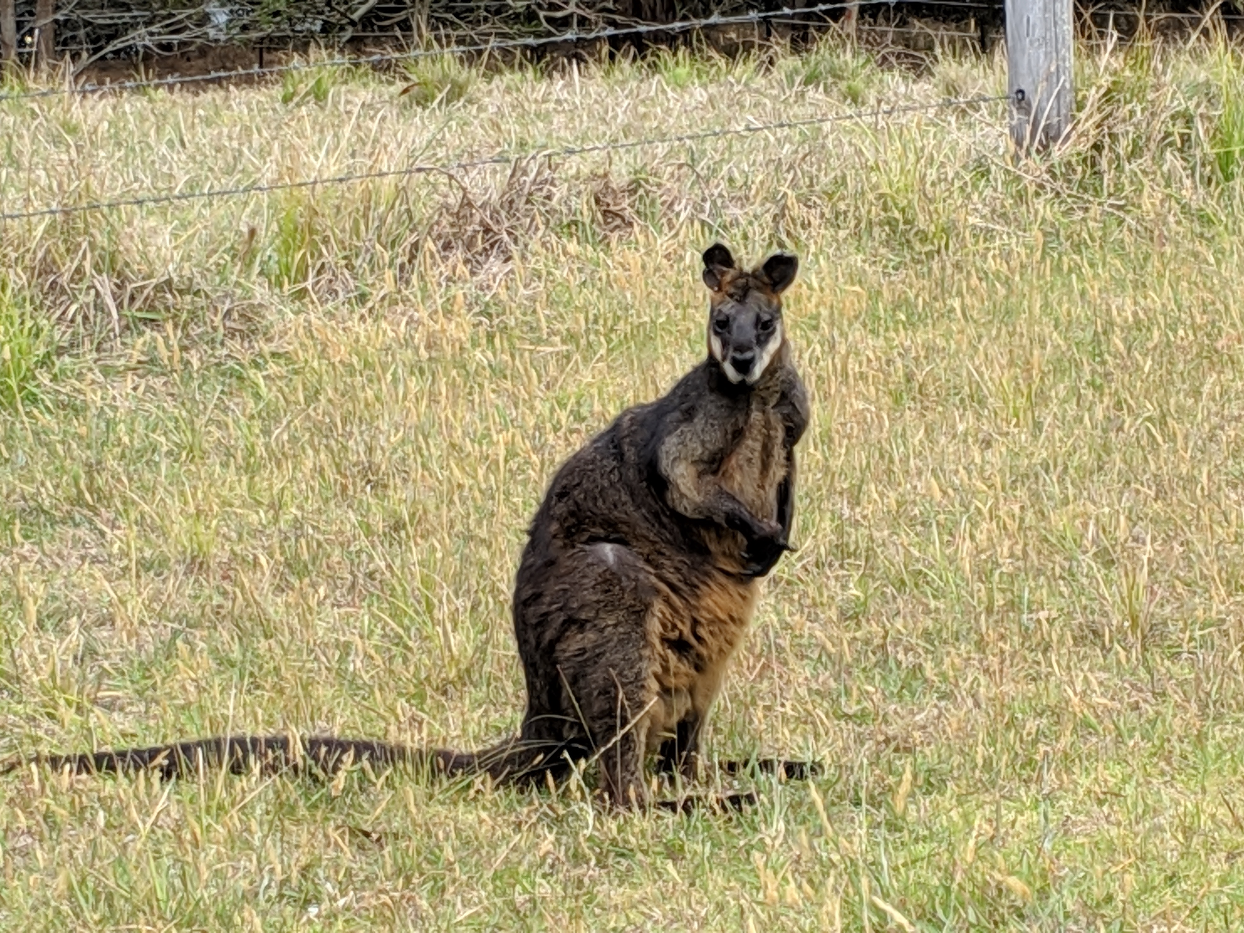 SELF GUIDED E-BIKE TOUR - PEDAL TO PRODUCE SERIES - WAGONGA WILDERNESS TRAIL - 4 Hour E-Bike Hire with local produce picnic