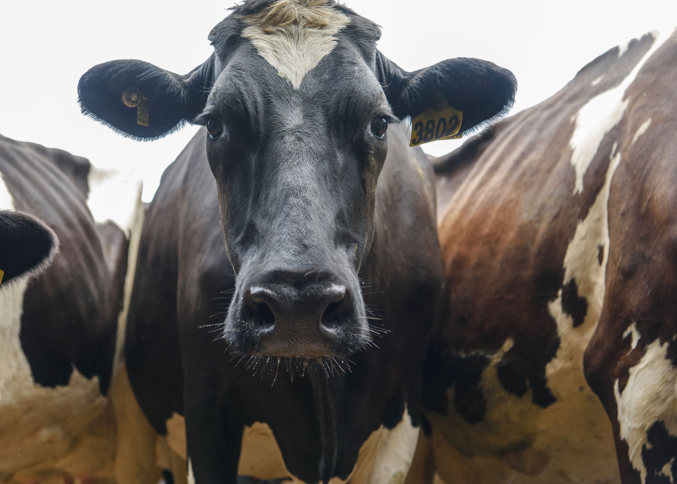 SELF GUIDED E-BIKE TOUR - PEDAL TO PRODUCE SERIES - NAROOMA TO TILBA VALLEY WINERY & ALE HOUSE VIA CENTRAL TILBA AND MYSTERY BAY  4 Hour E-Bike Hire with return transfers