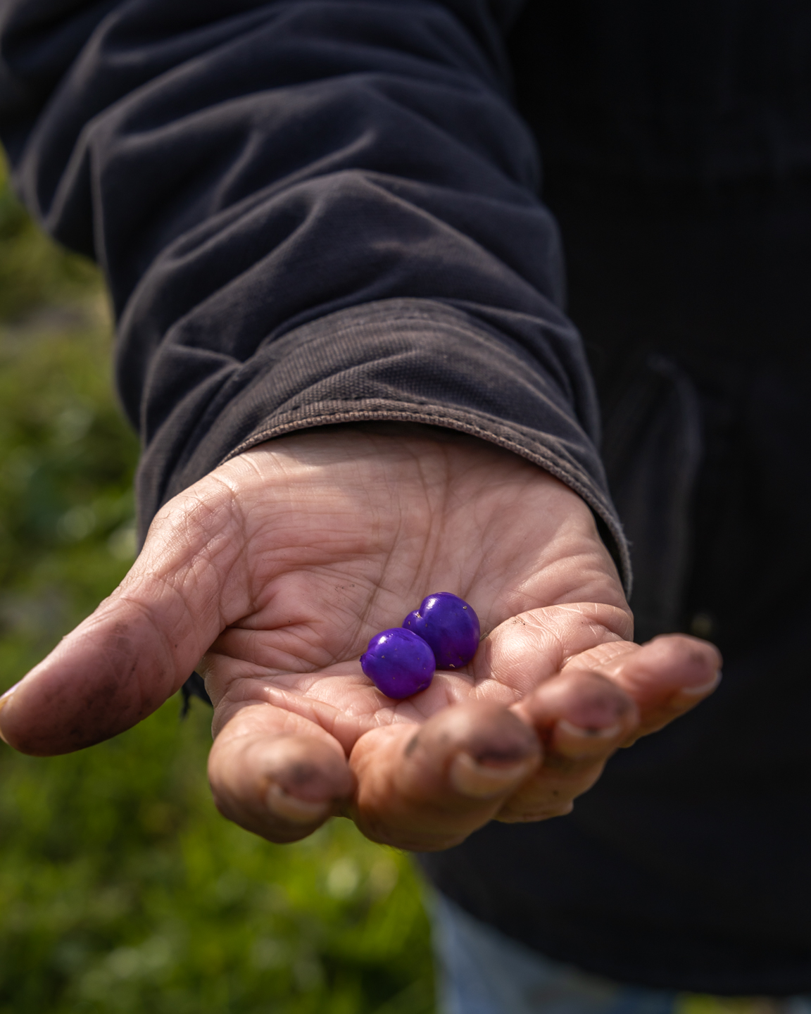 WELCOME TO COUNTRY - BUSH TUCKER & BUSH MEDICINE CULTURAL WALK WITH YUIN KNOWLEDGE HOLDER