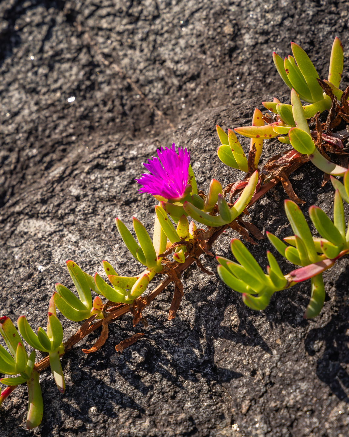 WELCOME TO COUNTRY - BUSH TUCKER & BUSH MEDICINE CULTURAL WALK WITH YUIN KNOWLEDGE HOLDER