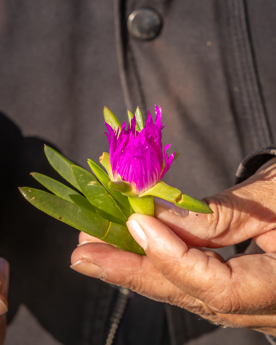 WELCOME TO COUNTRY - BUSH TUCKER & BUSH MEDICINE CULTURAL WALK WITH YUIN KNOWLEDGE HOLDER