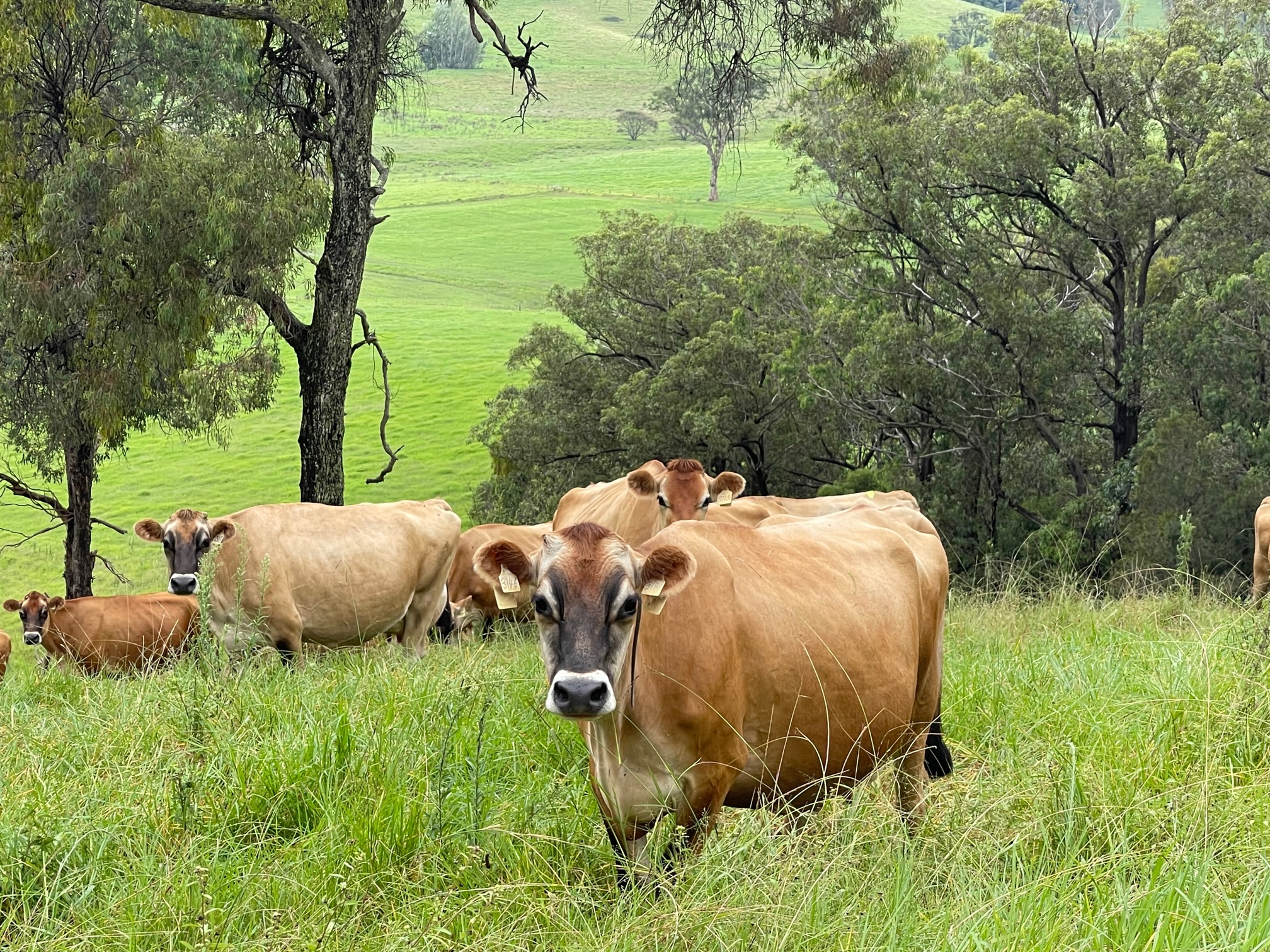 SMALL GROUP TOUR - LOCAL PRODUCE TRAIL -  FULL DAY TOUR