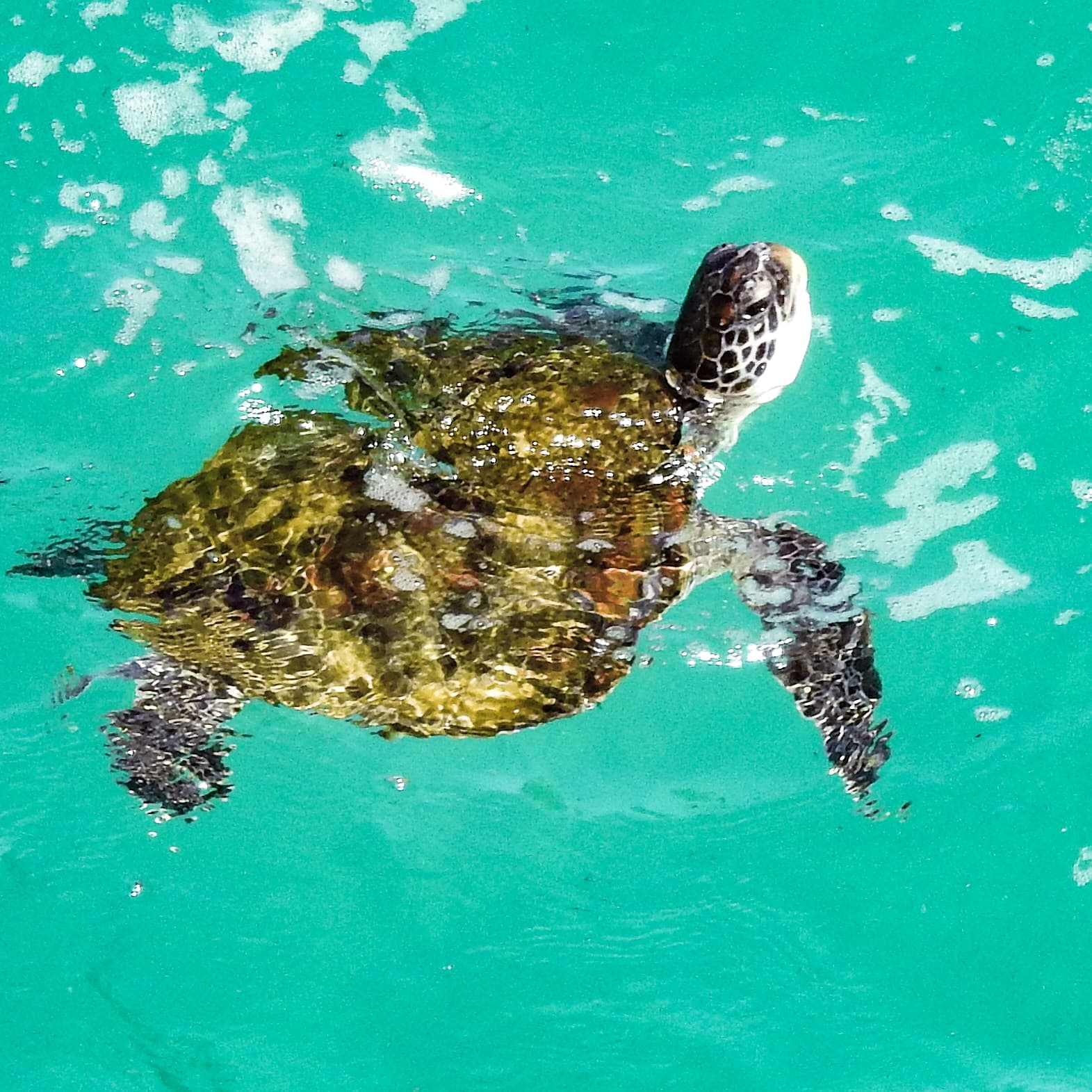 Japanese Students /  【ブリスベンへ留学】アドベンチャー・デイトリップで留学を充実させよう