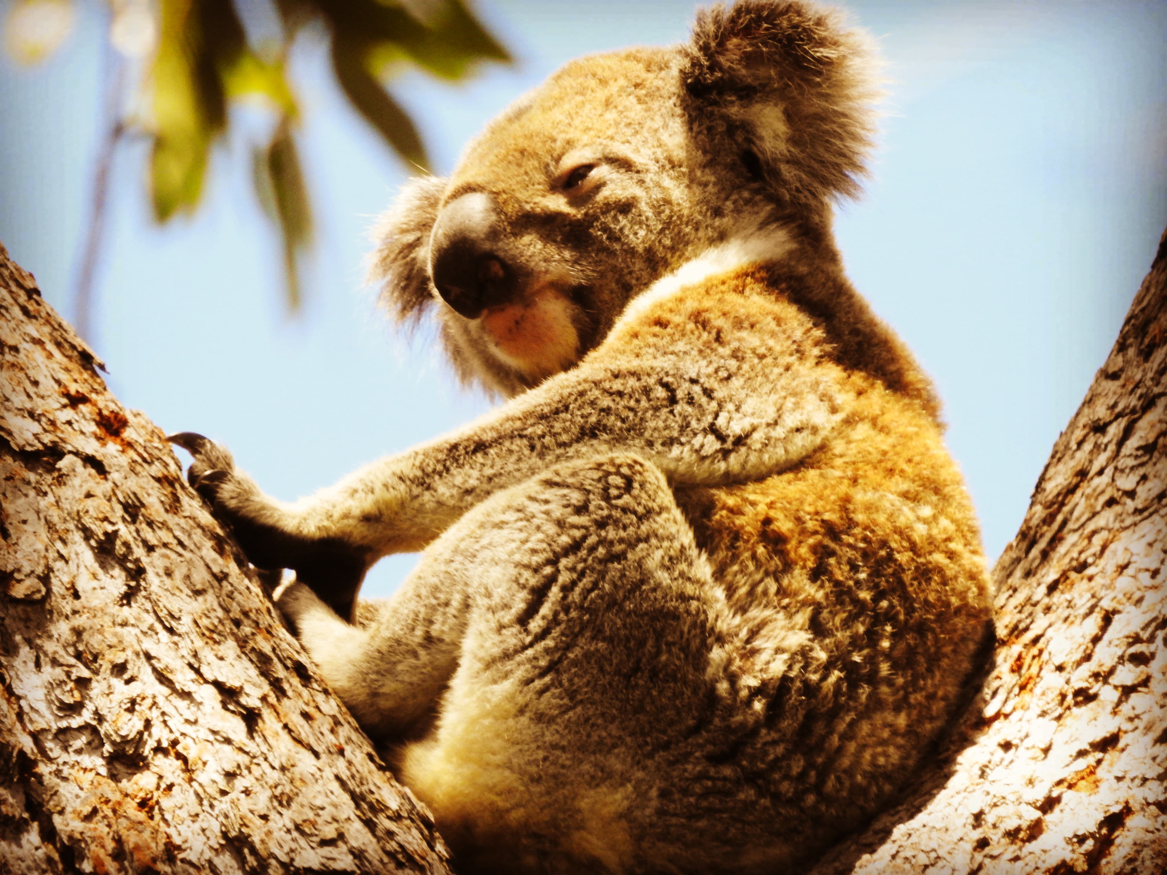 Japanese Students /  【ブリスベンへ留学】アドベンチャー・デイトリップで留学を充実させよう