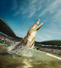 Australia Zoo Wildlife Private Group Tour (Ex. Brisbane) (9+ hours)