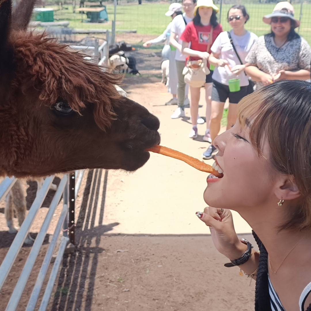 かわいい動物たちとふれあい体験！癒しのイプスウィッチ日帰りグループツアー