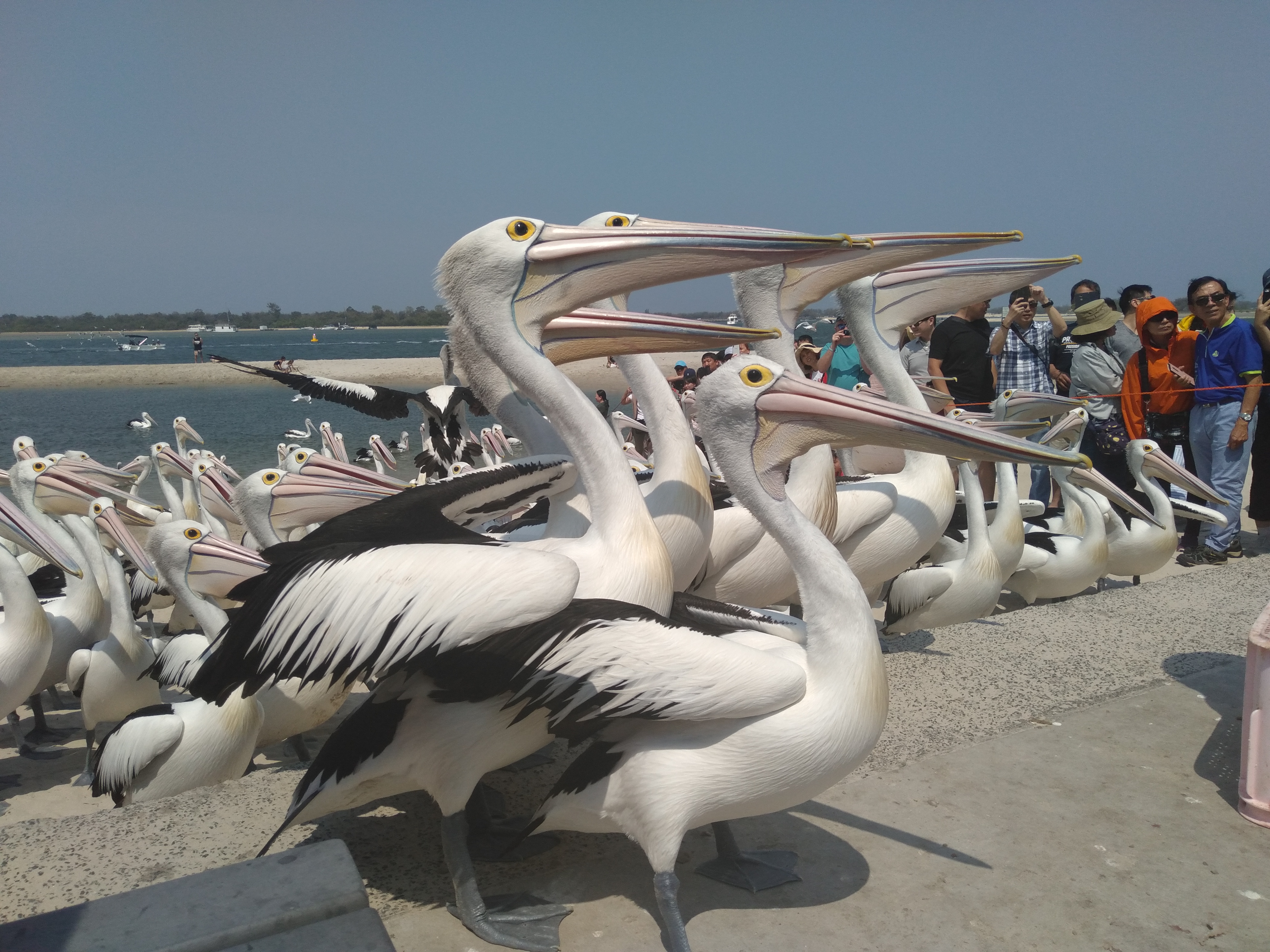 Japanese Students /  【ブリスベンへ留学】アドベンチャー・デイトリップで留学を充実させよう