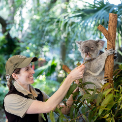 【From Brisbane International Cruise Terminal】Brisbane City Highlights & Lone Pine Wildlife Tour (Ticket included)