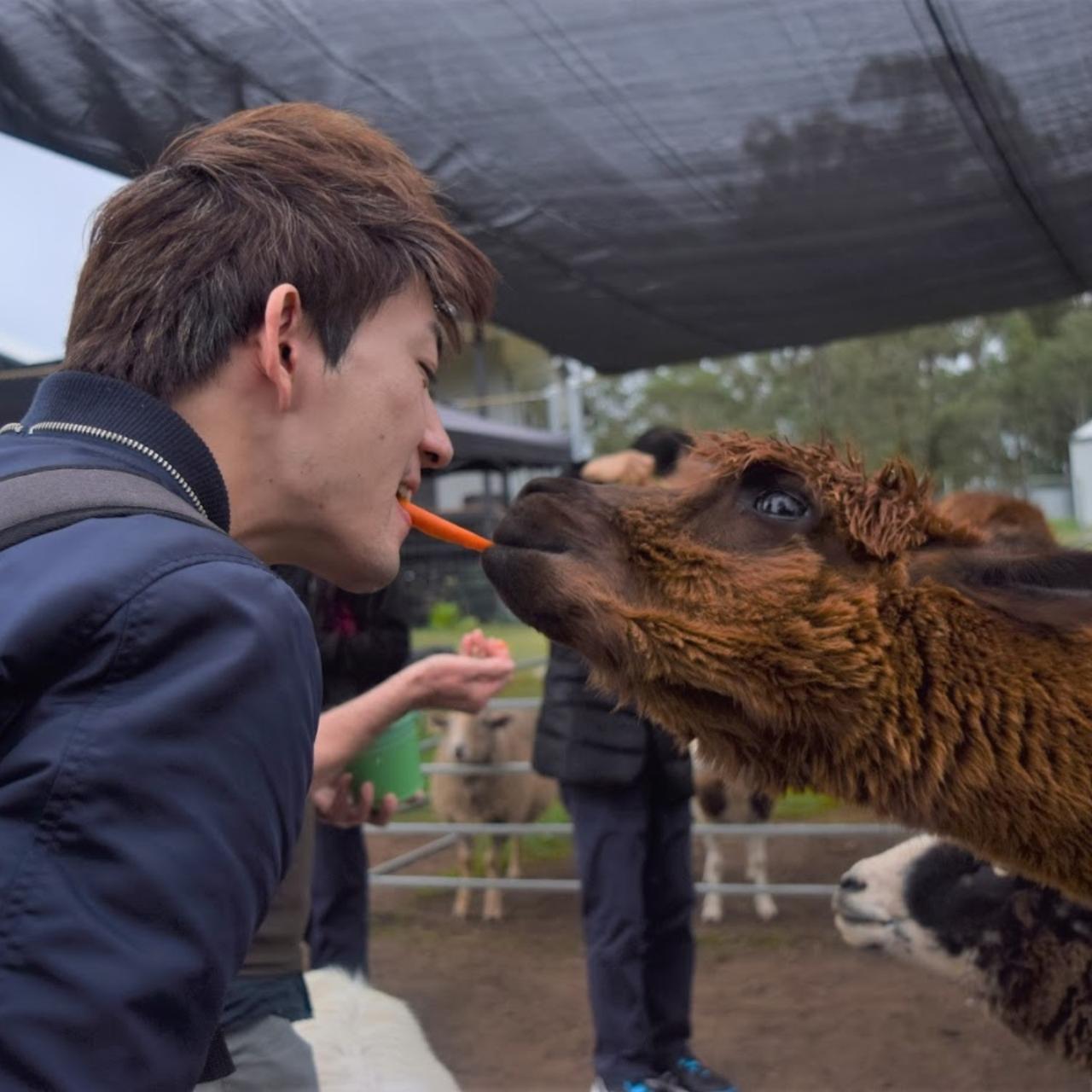 【Half-Day】Ipswich Tour to Enjoy the Charm of Alpacas and Nature