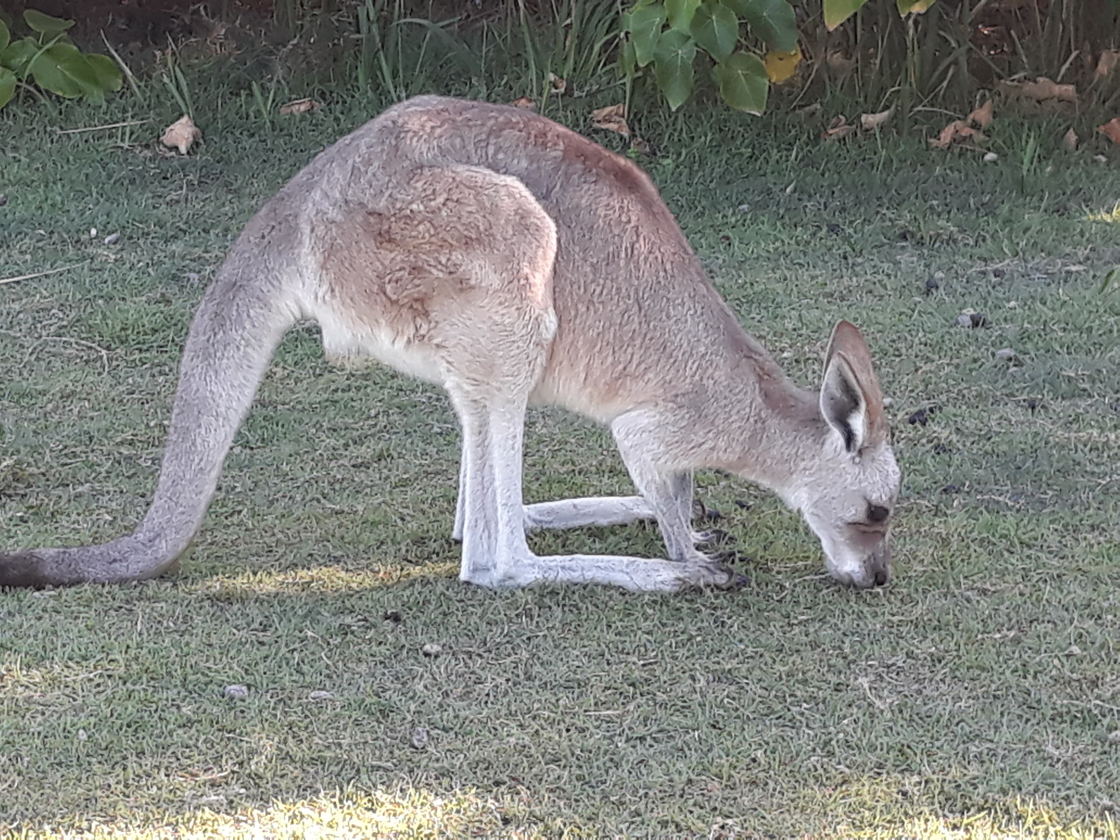 Japanese Students /  【ブリスベンへ留学】アドベンチャー・デイトリップで留学を充実させよう