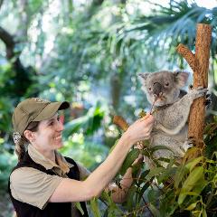 Brisbane Private Tour-Highlights - Lone Pine Koala Sanctuary & Mt. Coot-tha. *Ticket included
