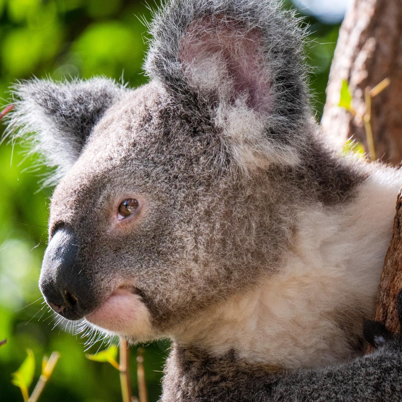 Lone Pine Koala Sanctuary Entry Ticket (Concession Discounts available)