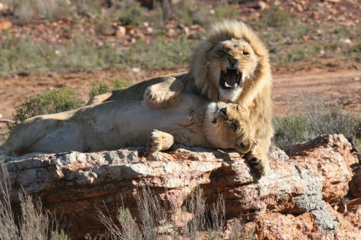 Safari full day tour