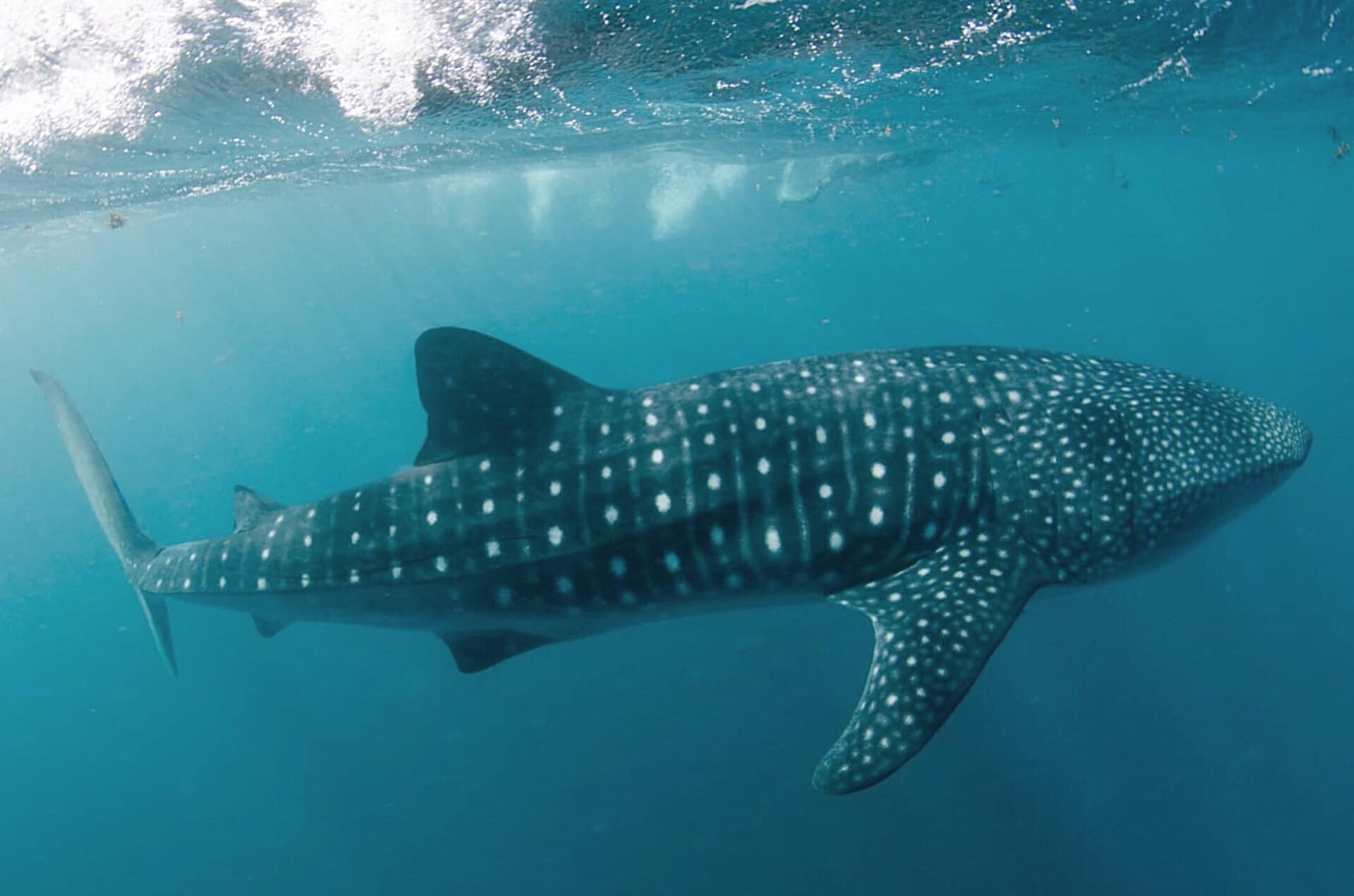 6-Day Perth to Exmouth Coral Coaster Tour (Basic Dorm Share): Pinnacles Desert | Kalbarri National Park from the Skywalk | Ningaloo Reef at Coral Bay | **Admission to all National Parks** **Pick-up/drop-off service**