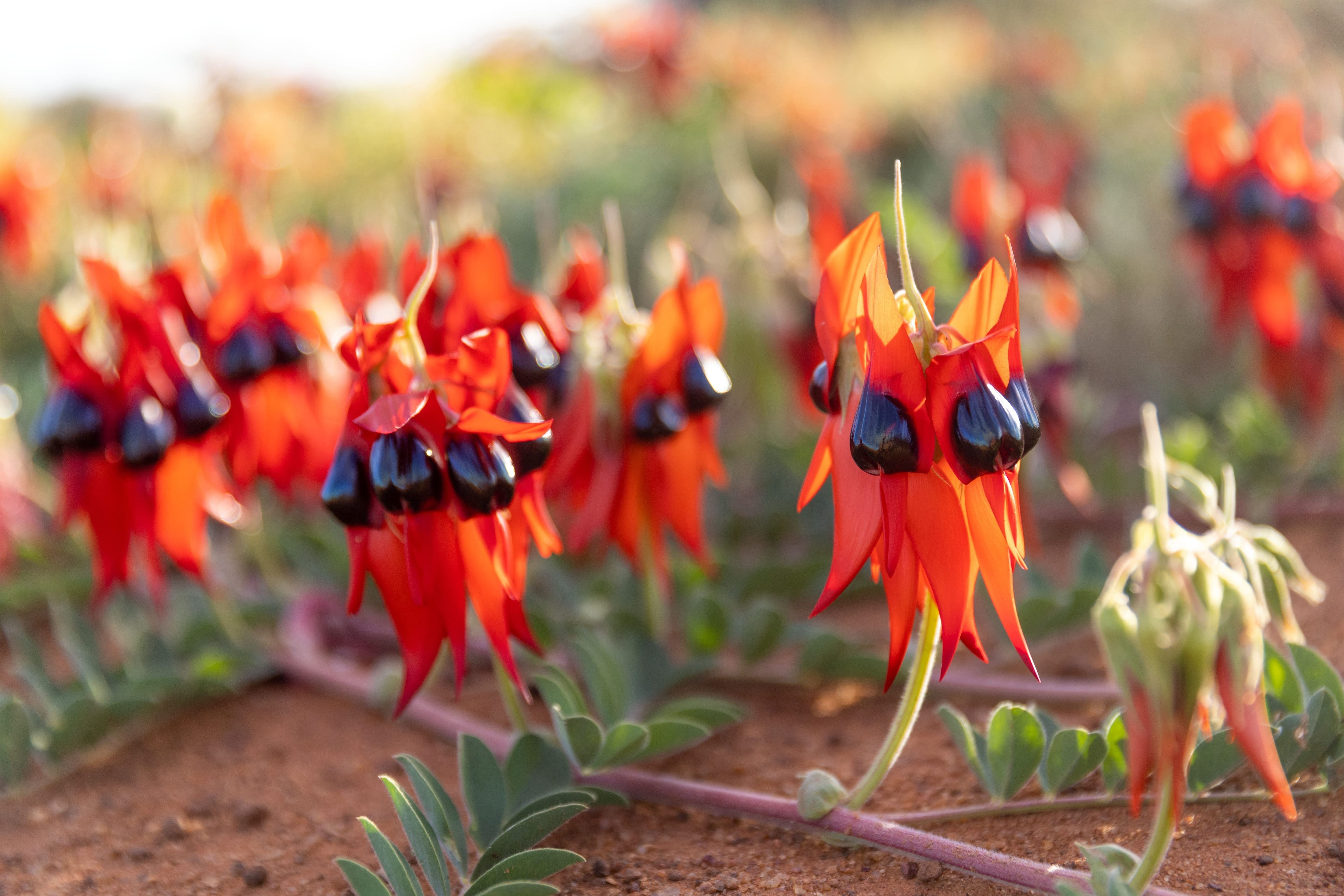 Autopia Tours / Via Travel: 8 Day Perth to Exmouth Ningaloo Reef Comfort Tour (Private Single)