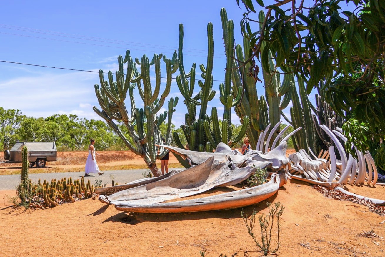 Autopia Tours / Via Travel: 8 Day Perth to Exmouth Ningaloo Reef Comfort Tour (Private Single)