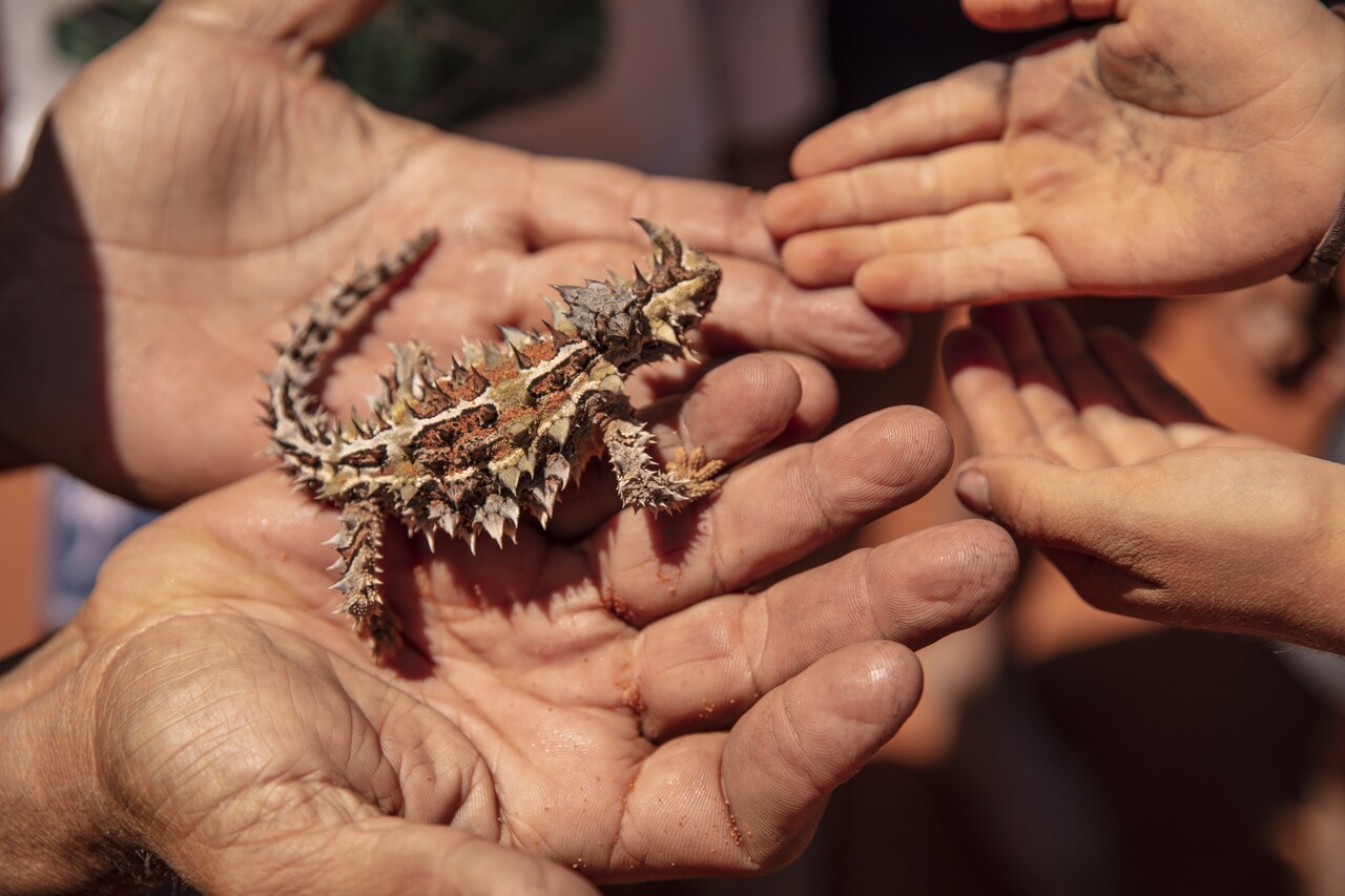 Autopia Tours / Via Travel: 8 Day Perth to Exmouth Ningaloo Reef Comfort Tour (Private Single)