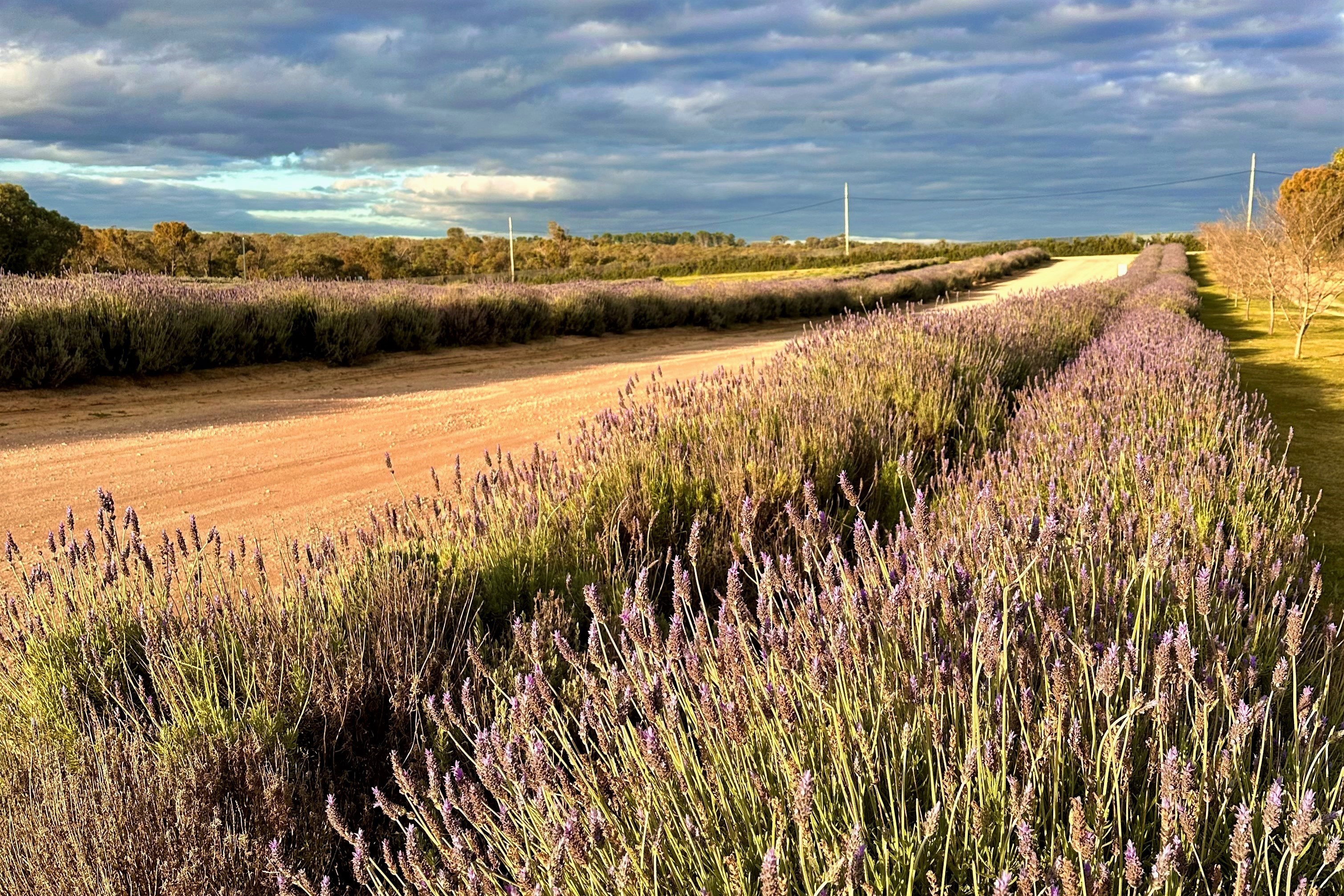 1-Day Pinnacles Lobster Lavender Tour: Nambung National Park | Yanchep Lavender Farm**Admissions to a National Park** **Pick-up/drop-off service**