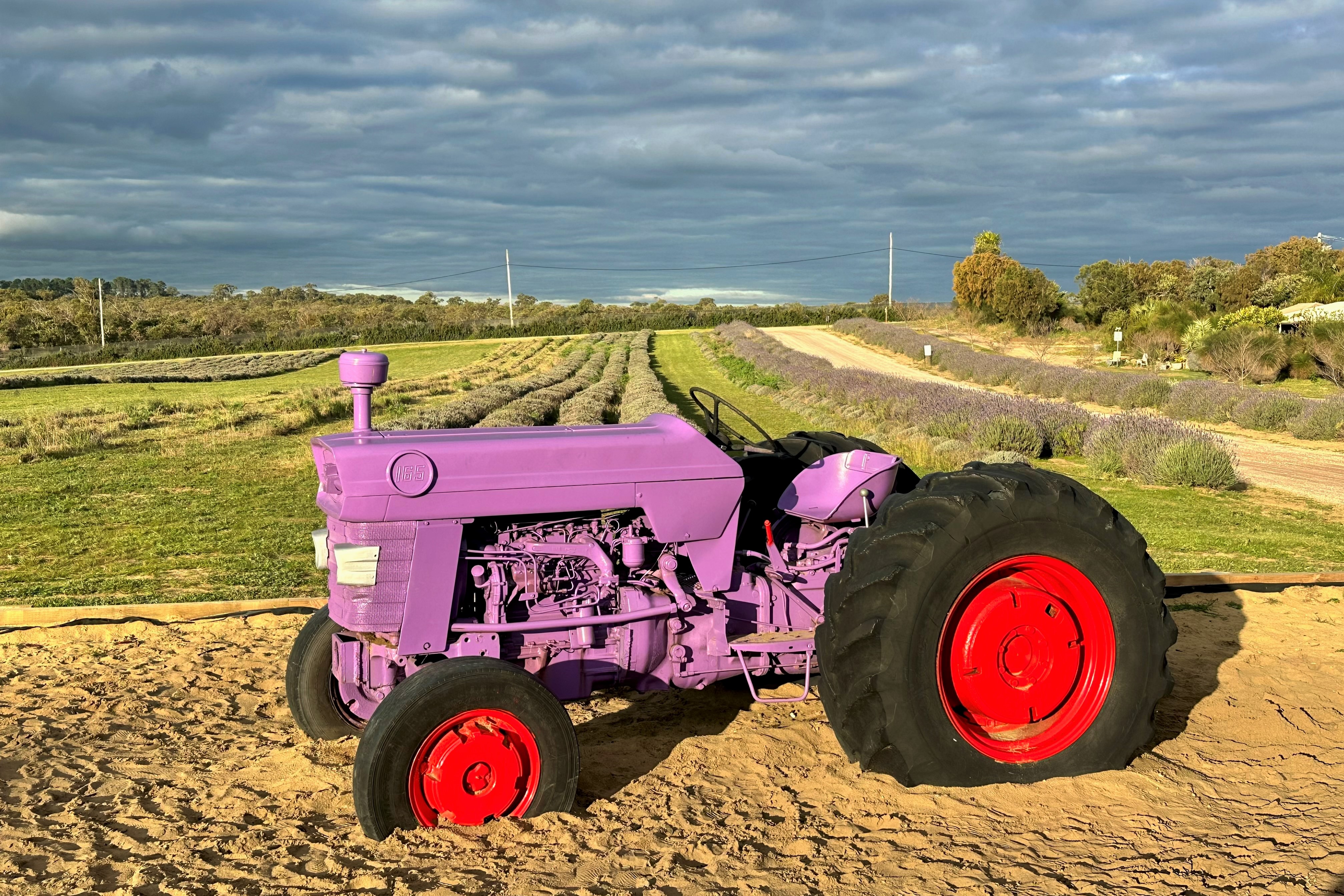 1-Day Pinnacles Lobster Lavender Tour: Nambung National Park | Yanchep Lavender Farm**Admissions to a National Park** **Pick-up/drop-off service**