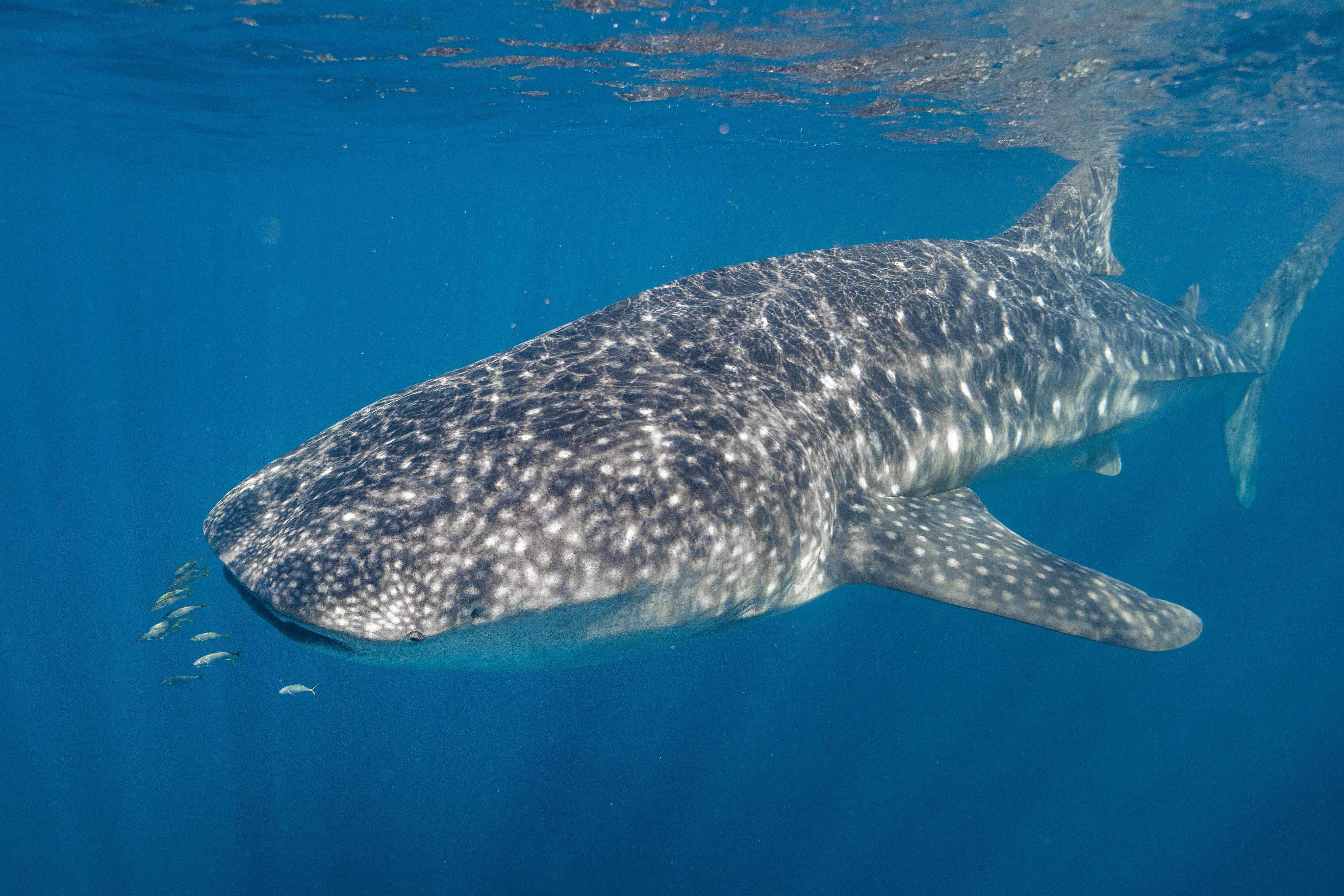 Autopia Tours / Via Travel: 8 Day Perth to Exmouth Ningaloo Reef Comfort Tour (Private Single)