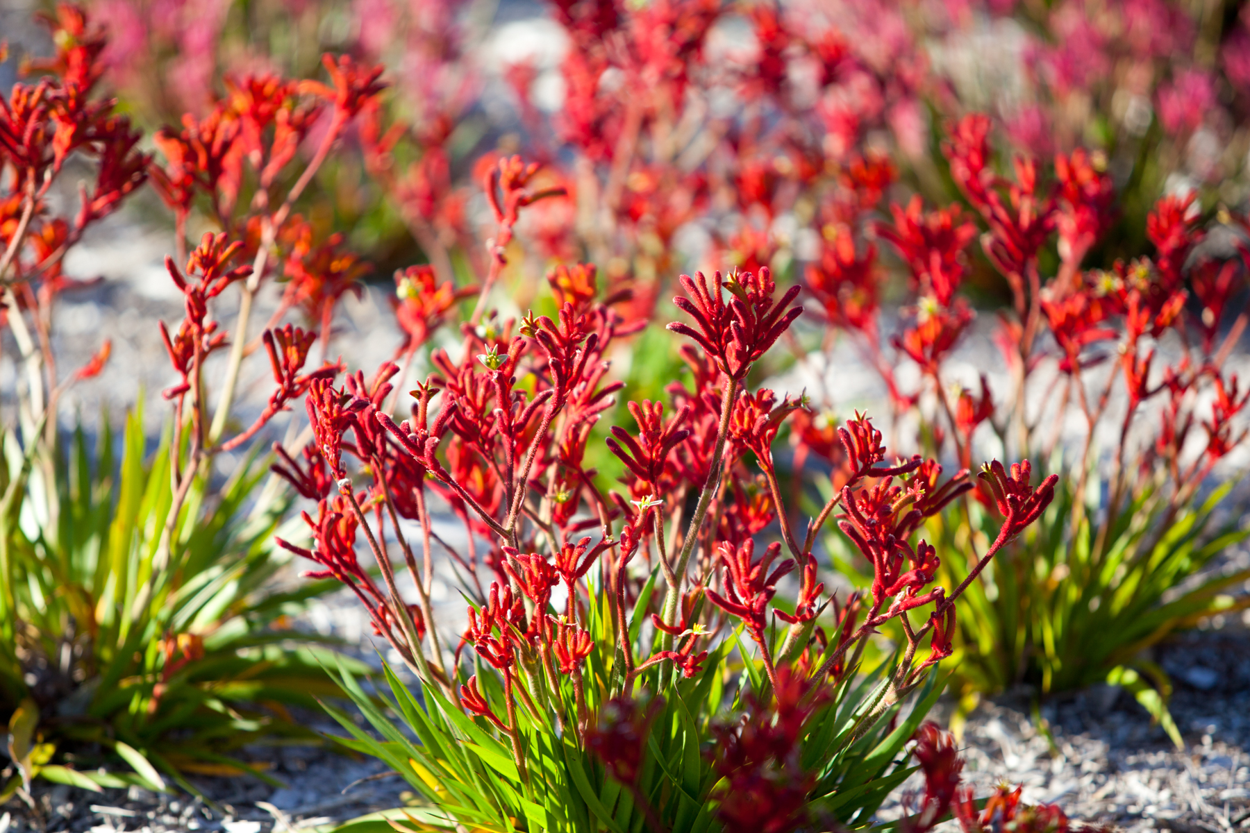 6-Day Perth to Exmouth Coral Coaster Tour (Private Single Room): Pinnacles Desert | Kalbarri National Park from the Skywalk | Ningaloo Reef at Coral Bay | **Admission to all National Parks** **Pick-up/drop-off service**