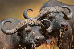 Safaris 8 Days Serengeti-Ngorongoro-Tarangire & Lake Manyara National Park
