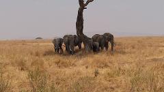 Safaris Ngorongoro crater, Lake Manyara & Tarangire national park 6 days 