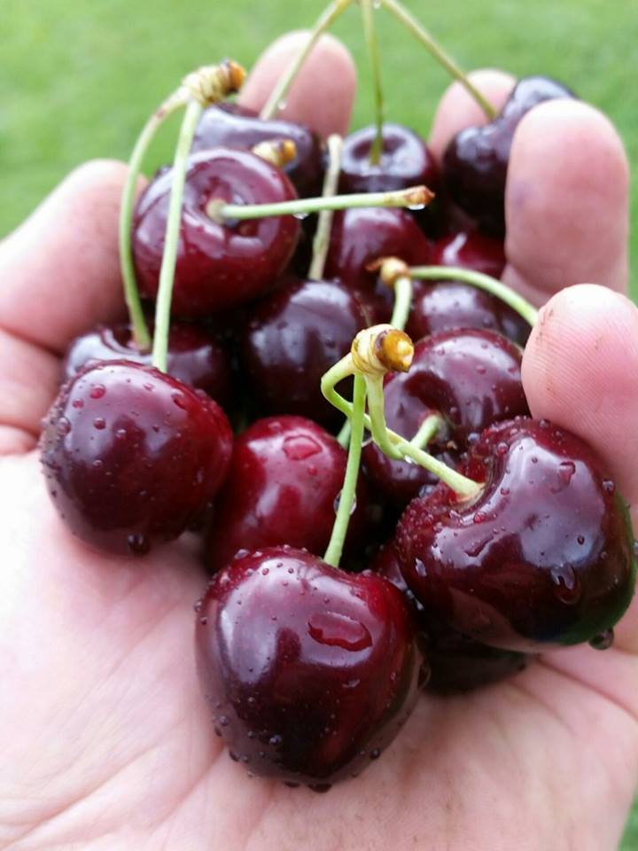 Pick Your Own Cherries