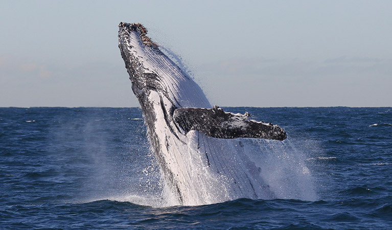 Whale Watching Private Charter