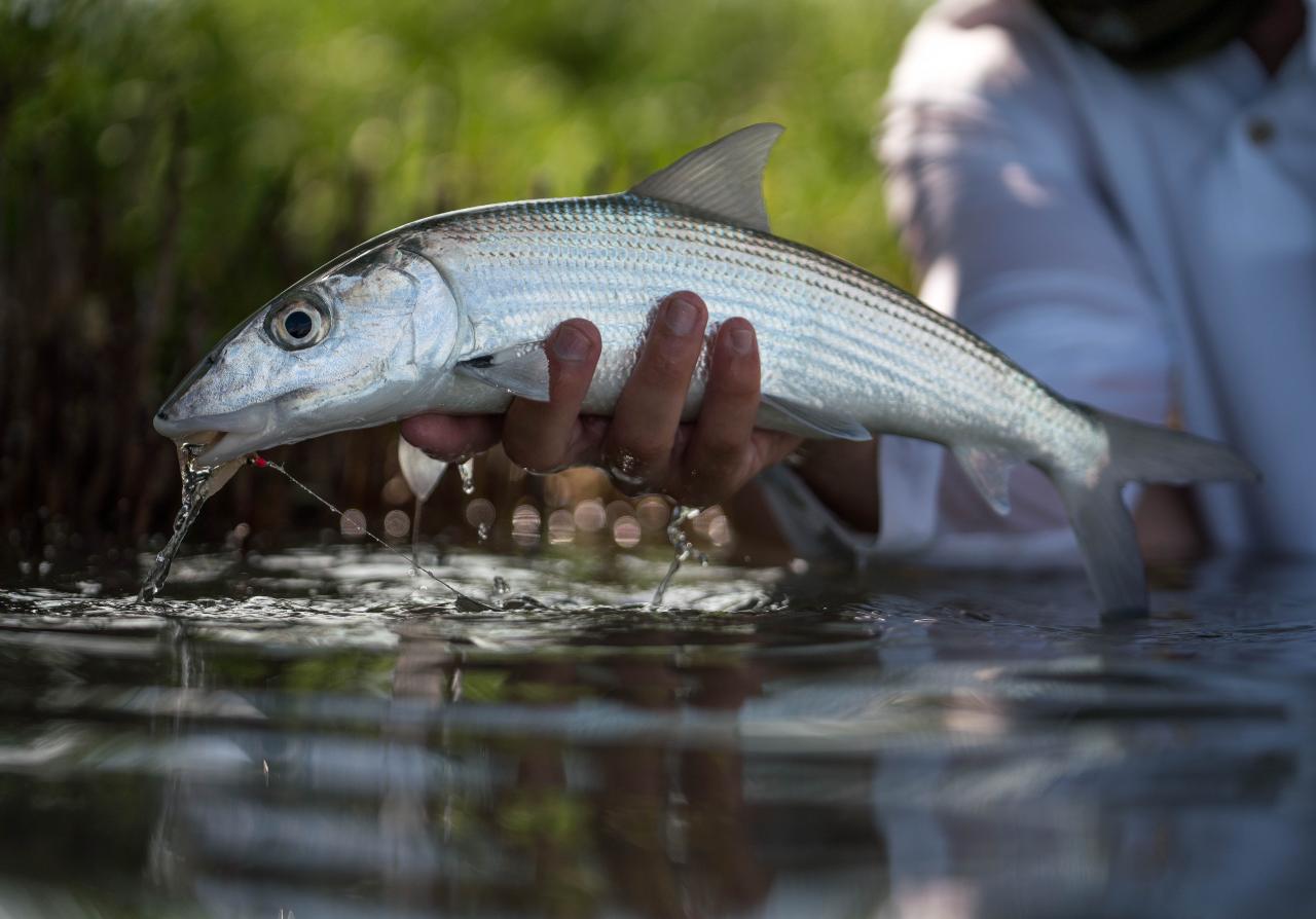 Flats Fishing - Bone Fish Only - Half Day