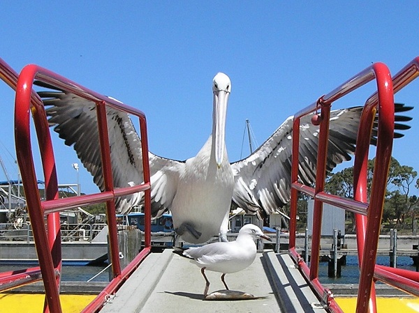 Albany Wildlife and Scenic Cruise.