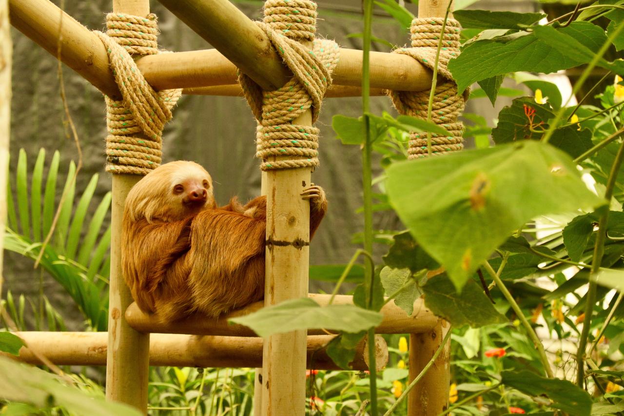 THE SLOTH SANCTUARY - Selina Monteverde Reservations