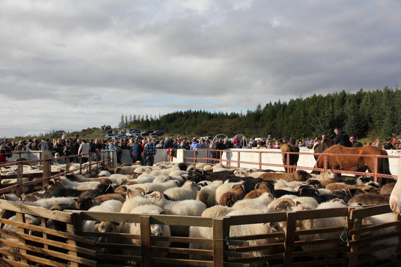 Sheep Round up - Tungnaréttir