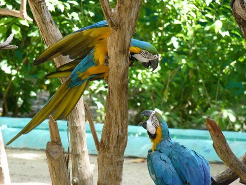 Manati Park