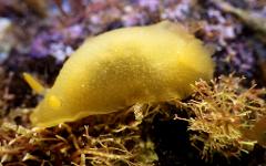 Citizen Science - Sea Slugs of Green Adelaide Region – A Free Online Talk with Janine Baker - 7th October