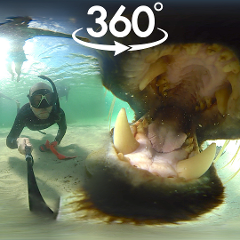 Ocean Odyssey - 360 Exploration of the Great Southern Reef - 24th January