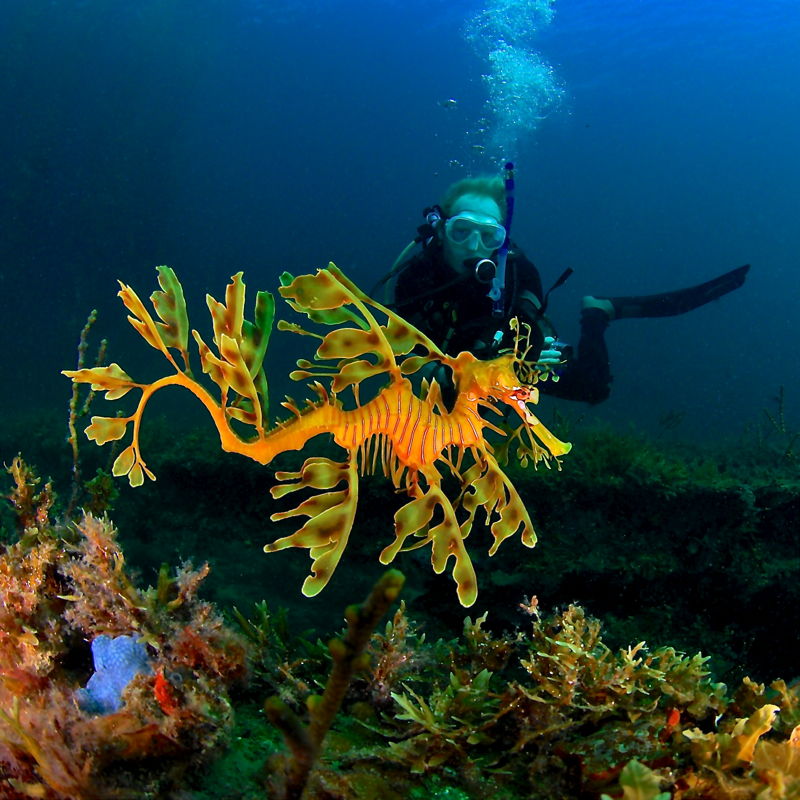 Leafy Seadragon guided scuba dives with bed & breakfast - Encounter Bay Victor Harbor - Whale Fest 2024