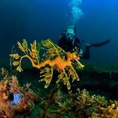 Leafy Seadragon guided scuba dives with bed & breakfast - Encounter Bay Victor Harbor - Whale Fest 2023