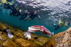 Cuttlefest Extravaganza! National Parks Cuttlefish Snorkelling Day – Sat. 6th July