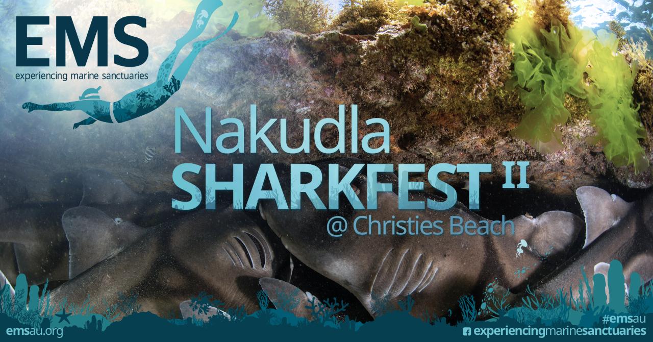 Nakudla SharkFest Snorkel with PJs - Christies Beach - 10th November